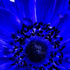 Dark Flower Drone