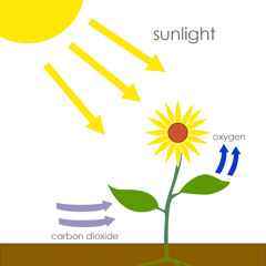 photosynthesis (Prod. xPanda)