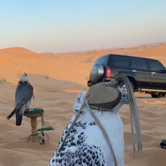 كلن تحزم بطيور طرح الجم ولا العبور