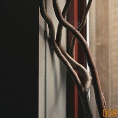 Rosa 008 - Kaap