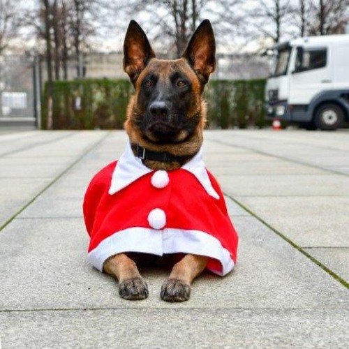 Folge #46 - Tierische Weihnachten: von Arbeitstieren, diplomatischen Katern und singenden Hunden
