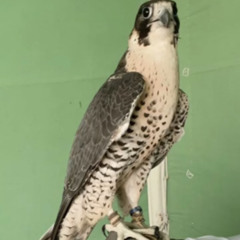 شاهين وحش . .