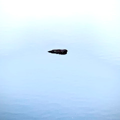 Early Morning, Out of the Swamp an Old Snapping Turtle Walks Slowly into the Still Mist of the Quiet Lakewaters