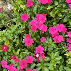 seema prod. lickowns