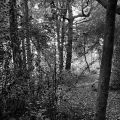 ambient#1