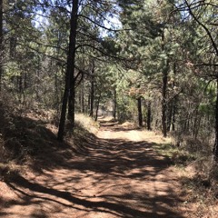 Bosque
