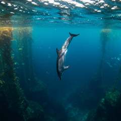 Deep Dive
