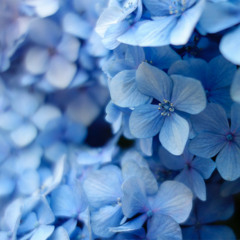 arabesque aloe (acoustic)