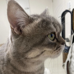 코노돌 엔플라잉 유회승, 김재현, 유기현(몬스타엑스) - 낭만고양이 cover