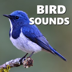 Chirping Bird Sounds