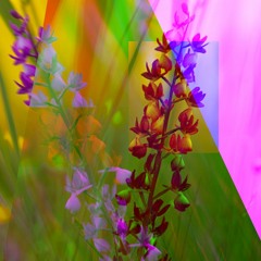 flora