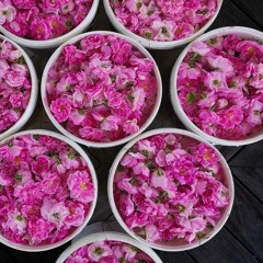 مواسم الورد