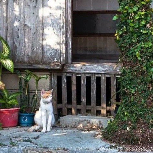 NST 2023  (2) - Set nhạc trung / 想让全世界都知道我爱你...