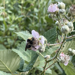 waking life (lavender honey)