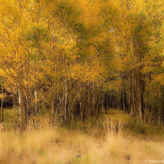 Golden Brown (Acoustic Cover)