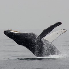 Pristine Pacific Ocean Soundscape from Shoreline to Deep Sea Canyon