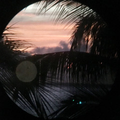palms