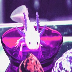 Axolotl