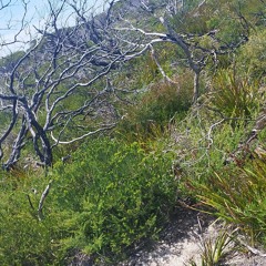 passions_garden