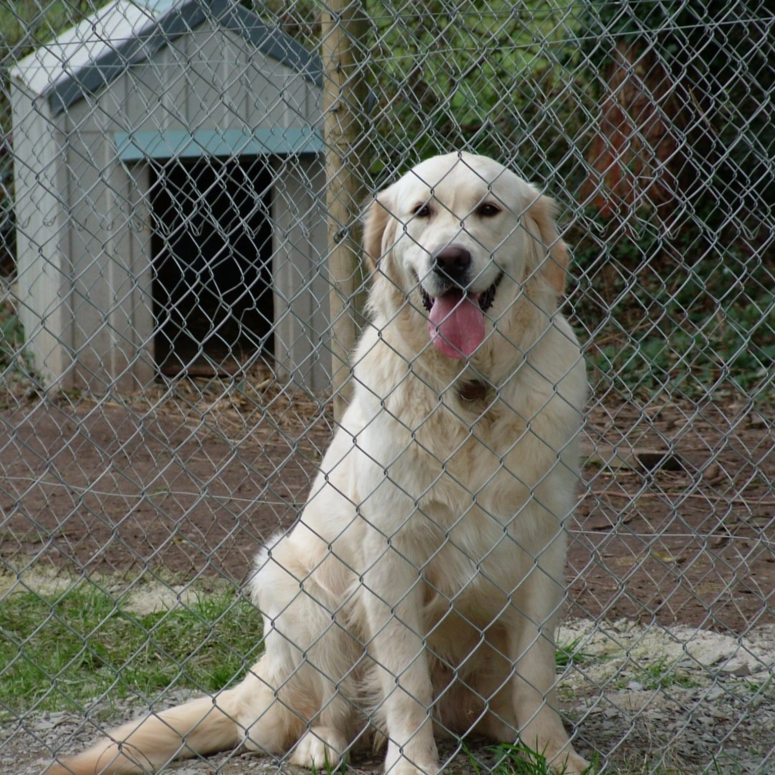 Tips from the vet on holiday care for dogs