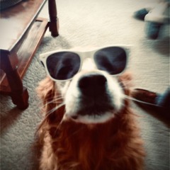 David Guetta & Kim Petras- When We Were Young (Daniel Jae Bootleg)