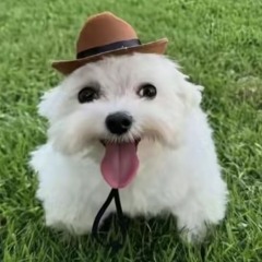 SYMBIOTE - 998 (DJ XELA 077) UNRELEASED | ULTRA SLOWED