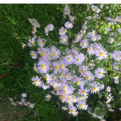 Ley Lines - Hannah Jones Remix