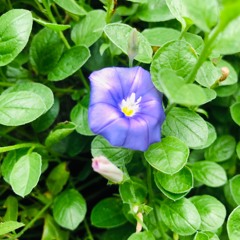 春を摘む beats by.MPC1995