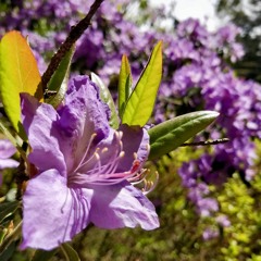 hold me // the teskey brothers