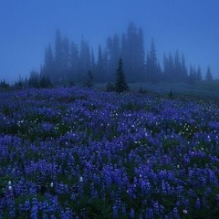 Ivory - Northern Hackberry / Whitepine OST