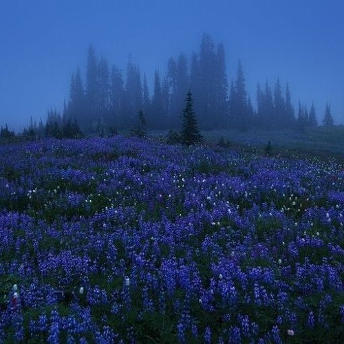 Ivory - Alder / Whitepine OST