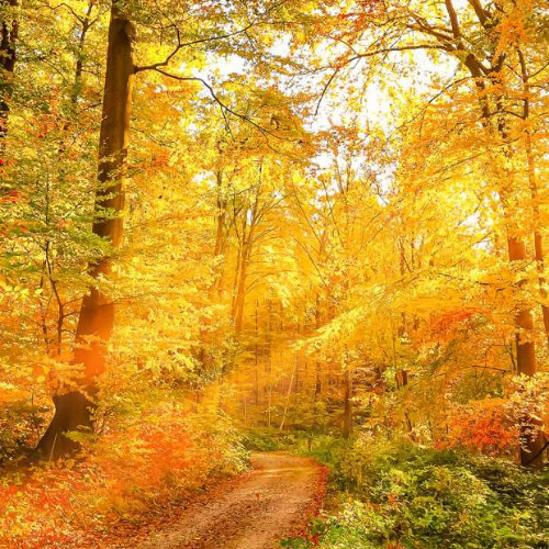 The Fall of the Leaf - Jazzy Dry Drum and Bass Mix