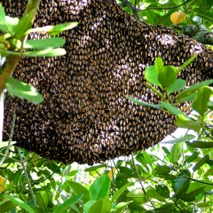 Honey And Climate Change in the  Philippines