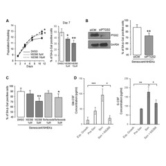 Prostaglandin E2's Role in Senescence and Neoplastic Escape in Human Keratinocytes