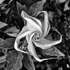 Datura [Hard Techno Mix]
