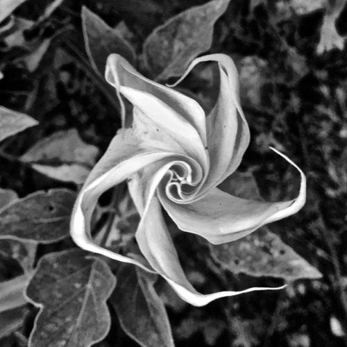 Datura [Hard Techno Mix]