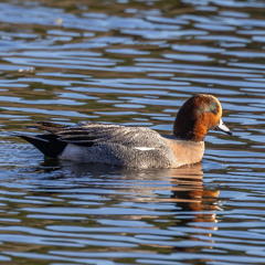 Wigeon calling