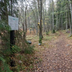 Kaupunkiluonto: Mitä ovat Helsingin arvometsät?