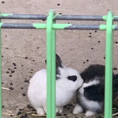 양쪽의 볼