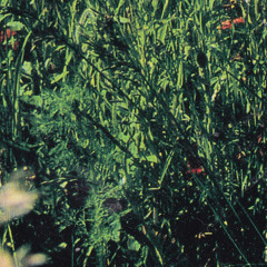 Rhizoid