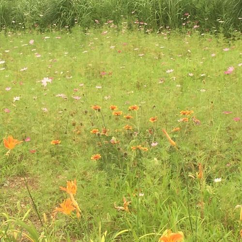 바람이 불어오면 with 시은