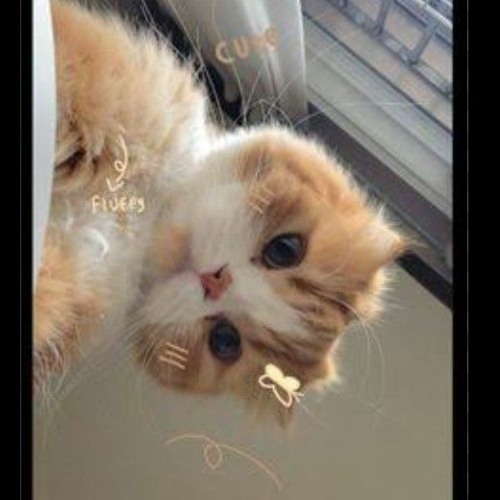 YAYANG ANDY.. PLAT KT #JDM