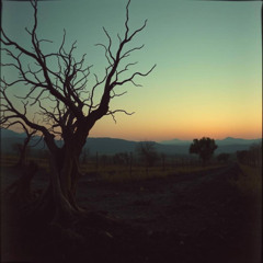 Gaza Tree Destruction