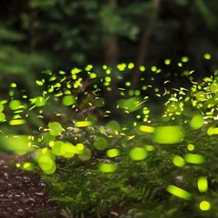 Fireflies