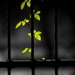وَقُل جاءَ الحَقُّ وَزَهَقَ الباطِلُ إِنَّ الباطِلَ كانَ زَهوقًا💚خشوع وهدوء القارئ ناصر القطامي 🌸