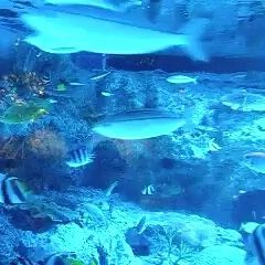 2007 品川駅隣の水族館
