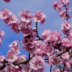 OEJ - SpringPromoMix2024-No.1