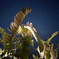 𝒷𝑒𝒶𝒸𝒽 𝓋𝒾𝒷𝑒𝓈