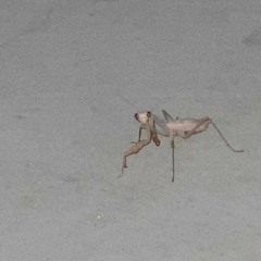 mother nature (acoustic demo)