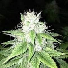 Stoney Morgan -Get High With Me